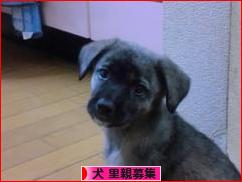 にほんブログ村 犬ブログ 犬 里親募集へ