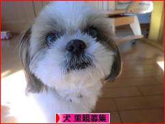 にほんブログ村 犬ブログ 犬 里親募集へ