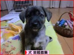 にほんブログ村 犬ブログ 犬 里親募集へ
