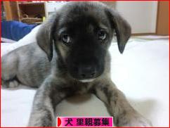 にほんブログ村 犬ブログ 犬 里親募集へ