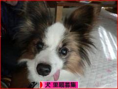 にほんブログ村 犬ブログ 犬 里親募集へ