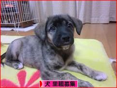 にほんブログ村 犬ブログ 犬 里親募集へ