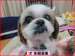 にほんブログ村 犬ブログ 犬 里親募集へ
