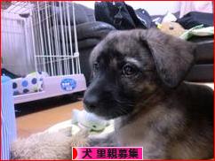 にほんブログ村 犬ブログ 犬 里親募集へ
