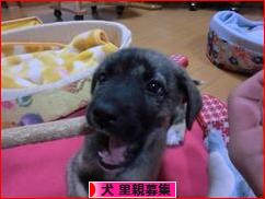 にほんブログ村 犬ブログ 犬 里親募集へ