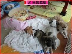 にほんブログ村 犬ブログ 犬 里親募集へ