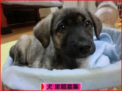 にほんブログ村 犬ブログ 犬 里親募集へ