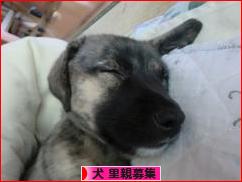 にほんブログ村 犬ブログ 犬 里親募集へ