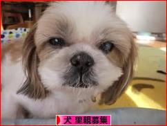 にほんブログ村 犬ブログ 犬 里親募集へ