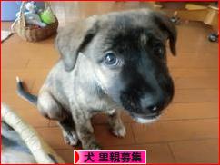 にほんブログ村 犬ブログ 犬 里親募集へ
