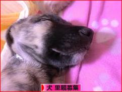 にほんブログ村 犬ブログ 犬 里親募集へ