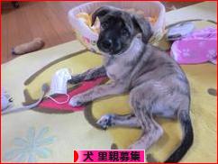 にほんブログ村 犬ブログ 犬 里親募集へ