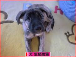 にほんブログ村 犬ブログ 犬 里親募集へ