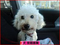 にほんブログ村 犬ブログ 犬 里親募集へ