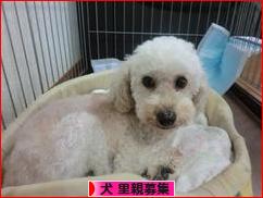 にほんブログ村 犬ブログ 犬 里親募集へ