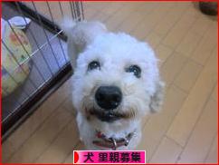 にほんブログ村 犬ブログ 犬 里親募集へ
