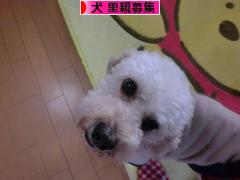 にほんブログ村 犬ブログ 犬 里親募集へ