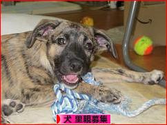 にほんブログ村 犬ブログ 犬 里親募集へ