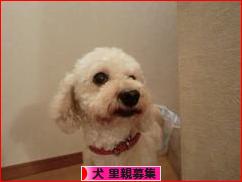 にほんブログ村 犬ブログ 犬 里親募集へ