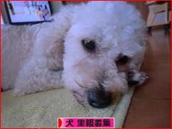 にほんブログ村 犬ブログ 犬 里親募集へ