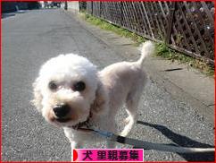 にほんブログ村 犬ブログ 犬 里親募集へ
