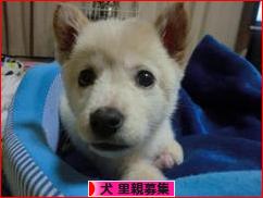 にほんブログ村 犬ブログ 犬 里親募集へ