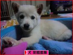 にほんブログ村 犬ブログ 犬 里親募集へ