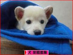 にほんブログ村 犬ブログ 犬 里親募集へ