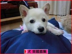 にほんブログ村 犬ブログ 犬 里親募集へ