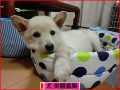 にほんブログ村 犬ブログ 犬 里親募集へ
