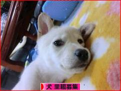 にほんブログ村 犬ブログ 犬 里親募集へ