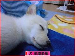 にほんブログ村 犬ブログ 犬 里親募集へ