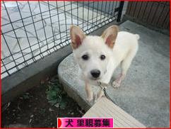 にほんブログ村 犬ブログ 犬 里親募集へ