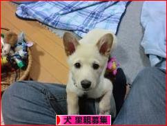 にほんブログ村 犬ブログ 犬 里親募集へ