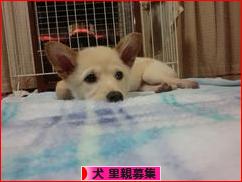 にほんブログ村 犬ブログ 犬 里親募集へ