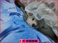 にほんブログ村 犬ブログ 犬 里親募集へ