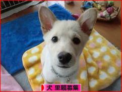 にほんブログ村 犬ブログ 犬 里親募集へ