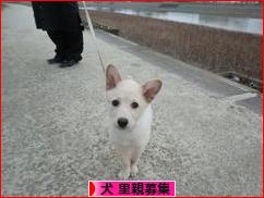 にほんブログ村 犬ブログ 犬 里親募集へ