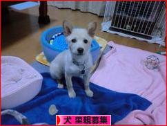 にほんブログ村 犬ブログ 犬 里親募集へ