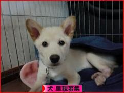 にほんブログ村 犬ブログ 犬 里親募集へ