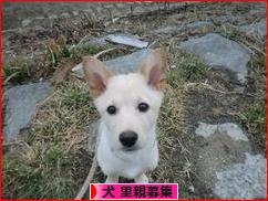 にほんブログ村 犬ブログ 犬 里親募集へ