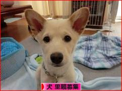 にほんブログ村 犬ブログ 犬 里親募集へ