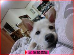 にほんブログ村 犬ブログ 犬 里親募集へ