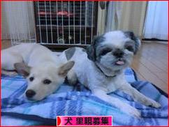 にほんブログ村 犬ブログ 犬 里親募集へ