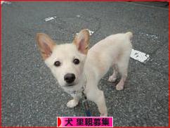 にほんブログ村 犬ブログ 犬 里親募集へ