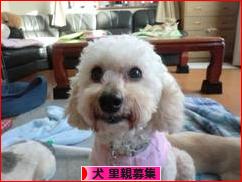 にほんブログ村 犬ブログ 犬 里親募集へ