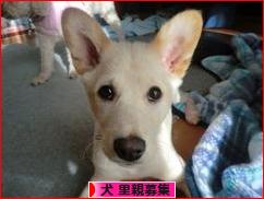 にほんブログ村 犬ブログ 犬 里親募集へ