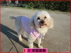 にほんブログ村 犬ブログ 犬 里親募集へ