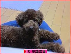 にほんブログ村 犬ブログ 犬 里親募集へ