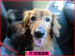 にほんブログ村 犬ブログ 犬 里親募集へ